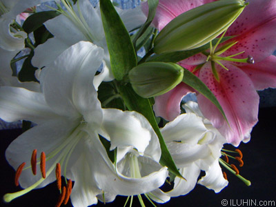 Лилии. Цветы. Фото Ю. А. Илюхин. 2005.